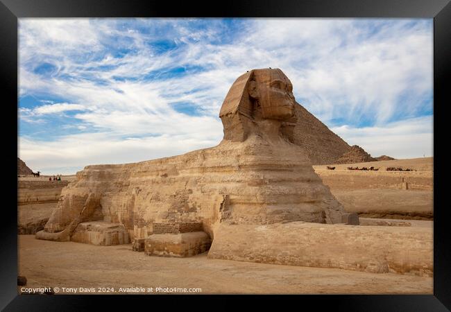 Great Sphinx of Giza Framed Print by Tony Davis