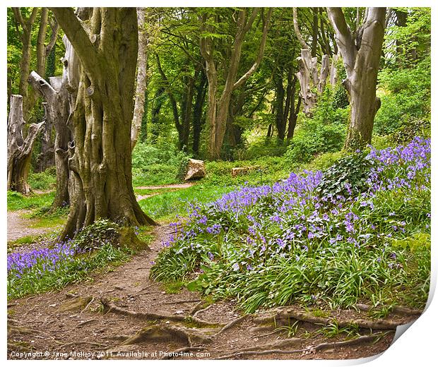 Bluebell Woods, Newtownards, County Down Print by Jane McIlroy