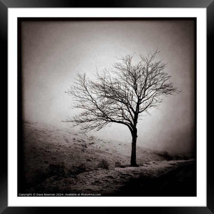 Winter Tree Framed Mounted Print by Dave Bowman