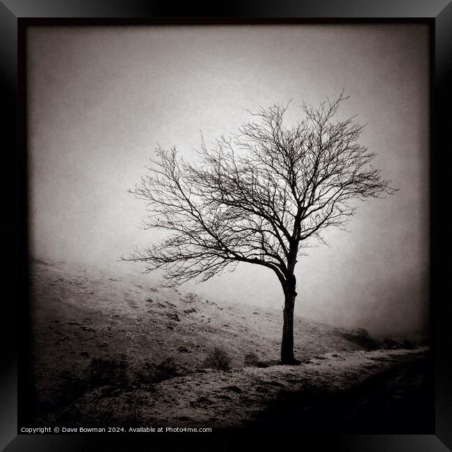 Winter Tree Framed Print by Dave Bowman