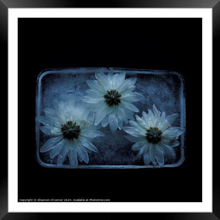 Flowers in ice Framed Mounted Print by Shannon O'connor