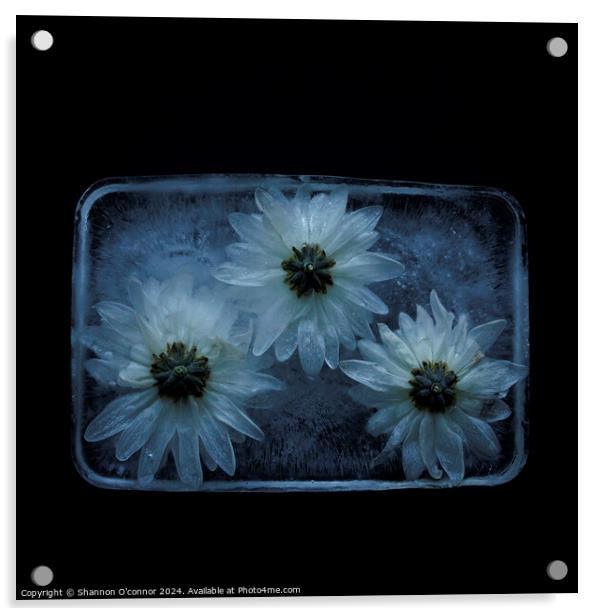 Flowers in ice Acrylic by Shannon O'connor