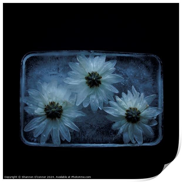 Flowers in ice Print by Shannon O'connor
