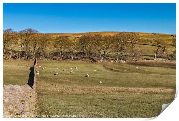 Winter Sun at Dirt Pit Farm, Teesdale Print by Richard Laidler