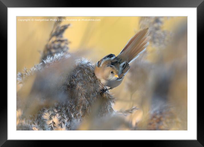 A Bearded tit within the reeds Framed Mounted Print by GadgetGaz Photo