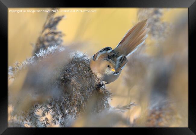 A Bearded tit within the reeds Framed Print by GadgetGaz Photo