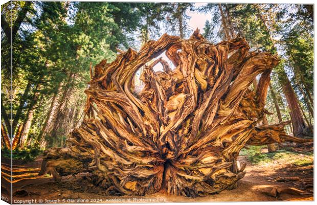 Giant Roots Canvas Print by Joseph S Giacalone