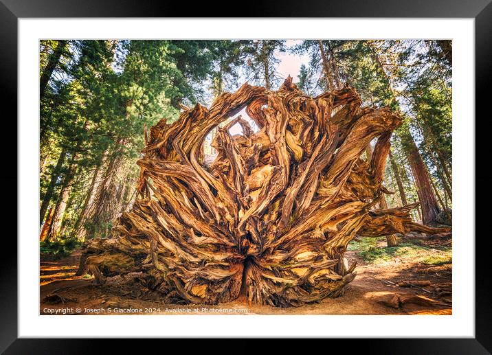 Giant Roots Framed Mounted Print by Joseph S Giacalone