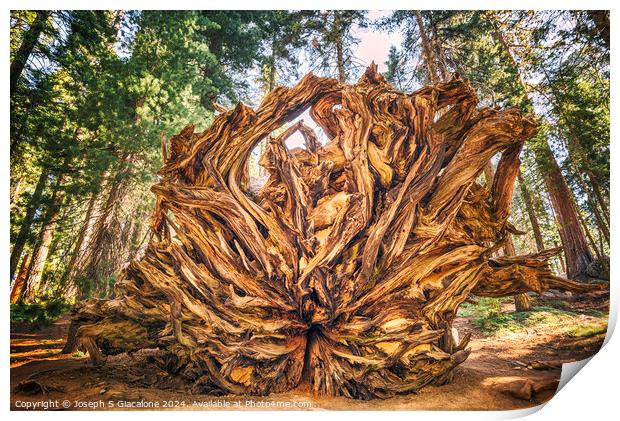 Giant Roots Print by Joseph S Giacalone