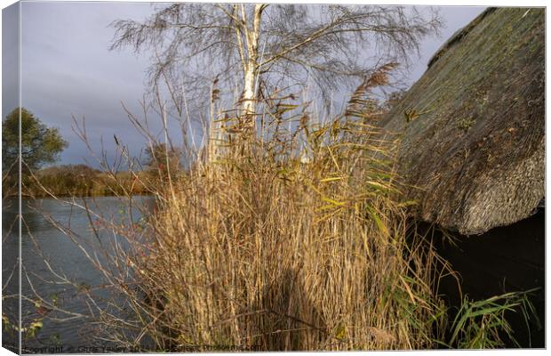 Golden reed bed next to a wooden boat shed with a thatched roof Canvas Print by Chris Yaxley