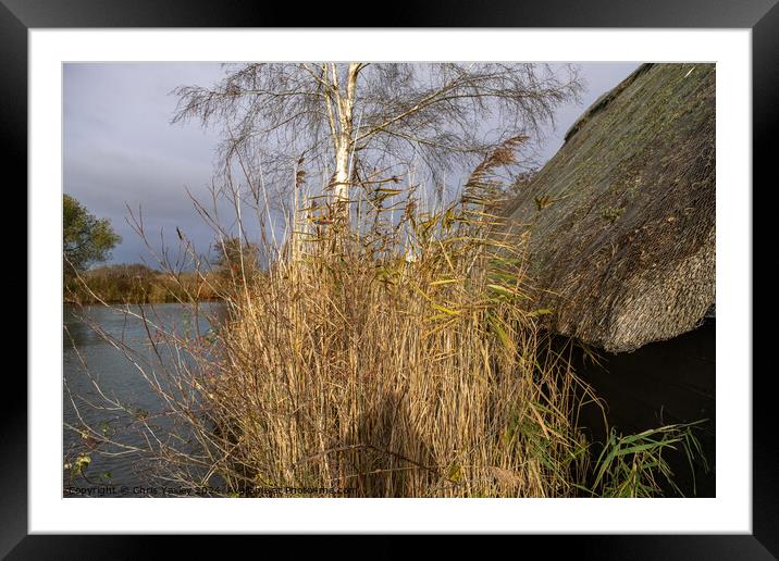 Golden reed bed next to a wooden boat shed with a thatched roof Framed Mounted Print by Chris Yaxley