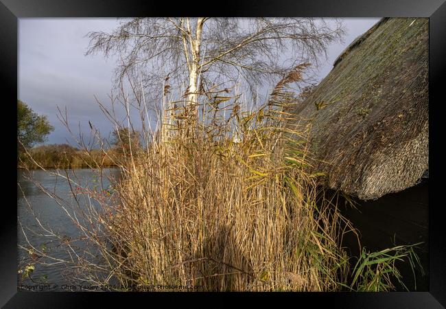 Golden reed bed next to a wooden boat shed with a thatched roof Framed Print by Chris Yaxley