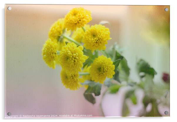 Flowers! Acrylic by Nadeesha Jayamanne