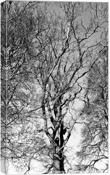 Treescape  Canvas Print by Simon Johnson