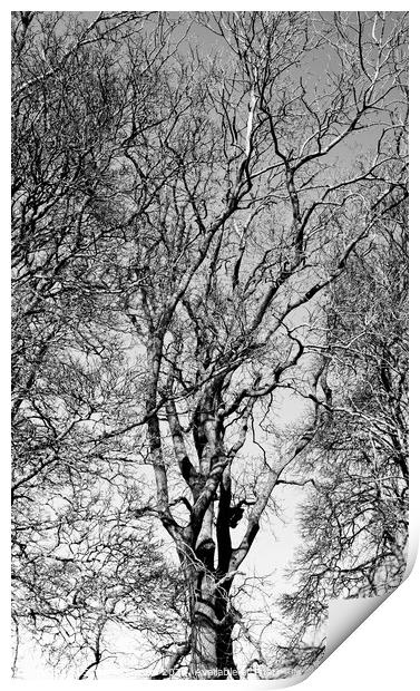 Treescape  Print by Simon Johnson