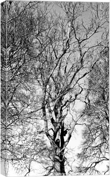 Treescape Canvas Print by Simon Johnson