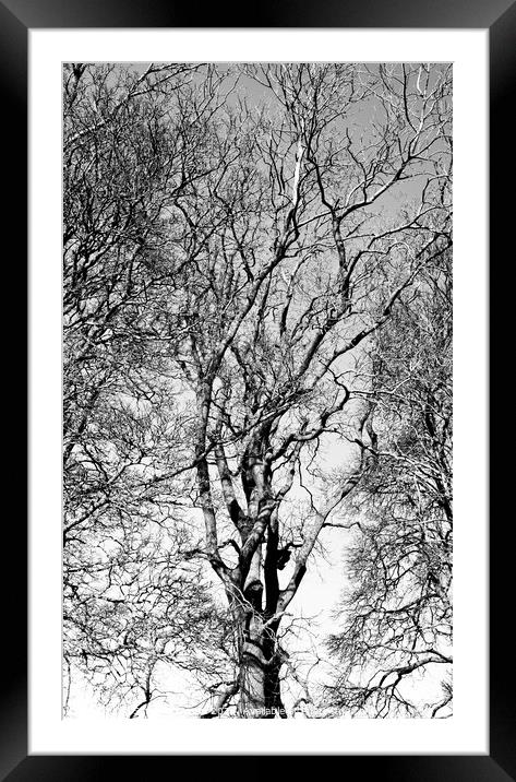 Treescape Framed Mounted Print by Simon Johnson