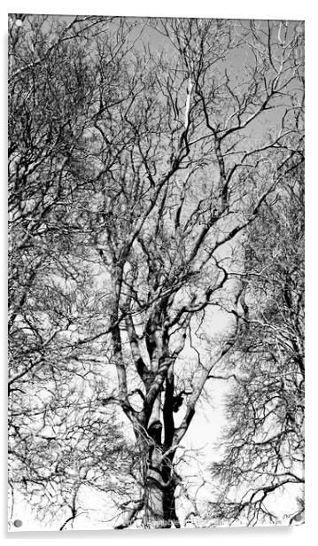 Treescape Acrylic by Simon Johnson