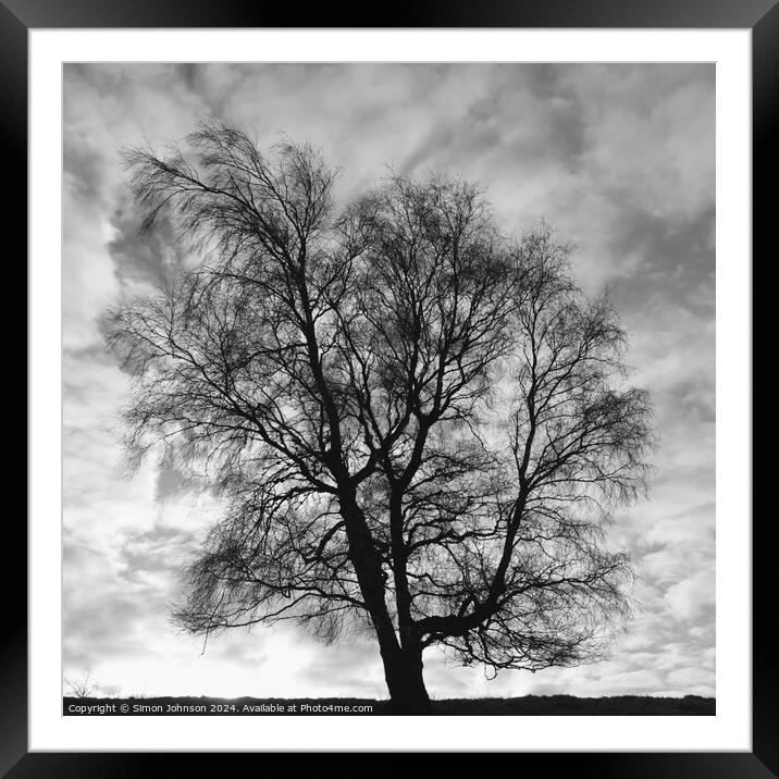 Silver Biirch tree Framed Mounted Print by Simon Johnson