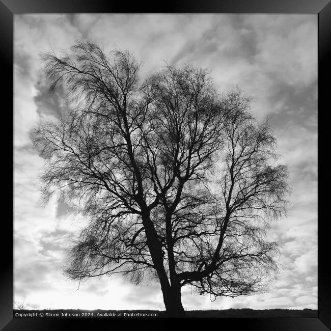 Silver Biirch tree Framed Print by Simon Johnson