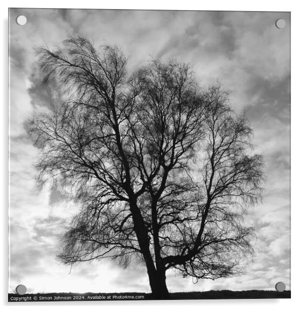 Silver Biirch tree Acrylic by Simon Johnson