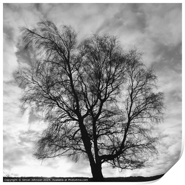 Silver Biirch tree Print by Simon Johnson