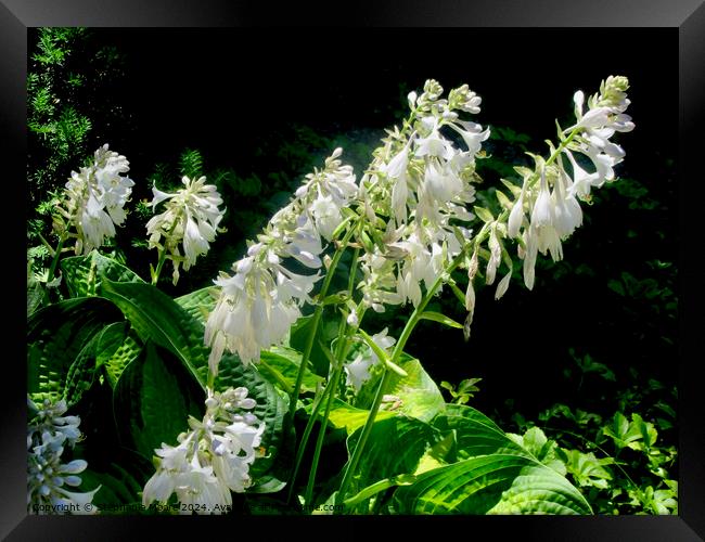 Hosta Flowers Framed Print by Stephanie Moore