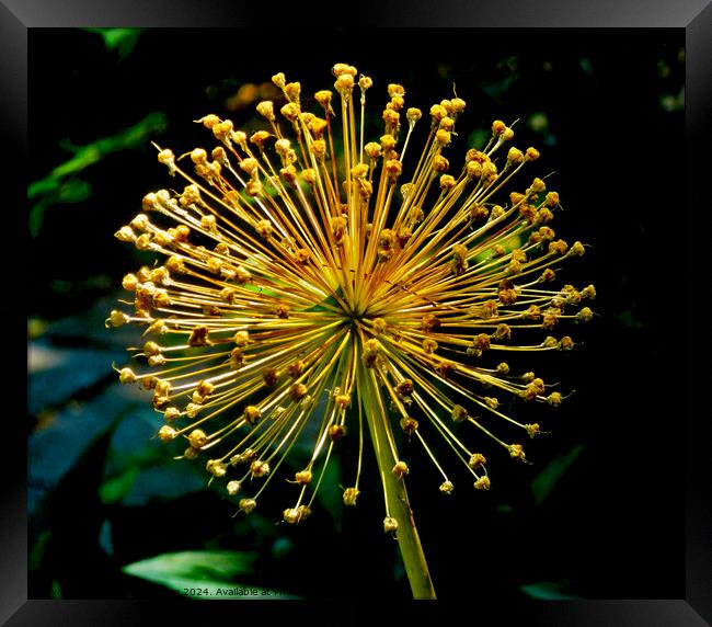 Golden Allysum Framed Print by Stephanie Moore