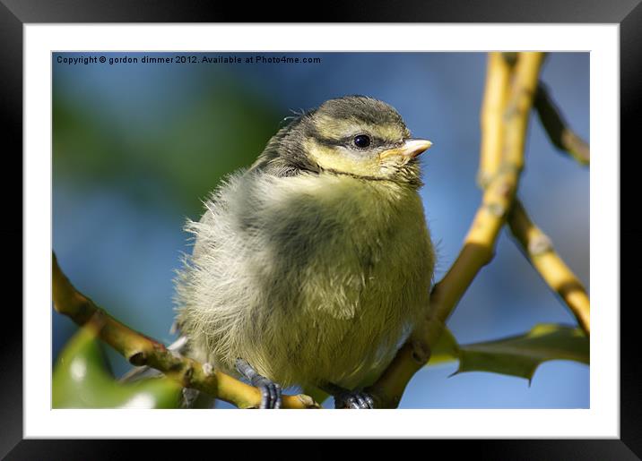 A well fed blue tit Framed Mounted Print by Gordon Dimmer