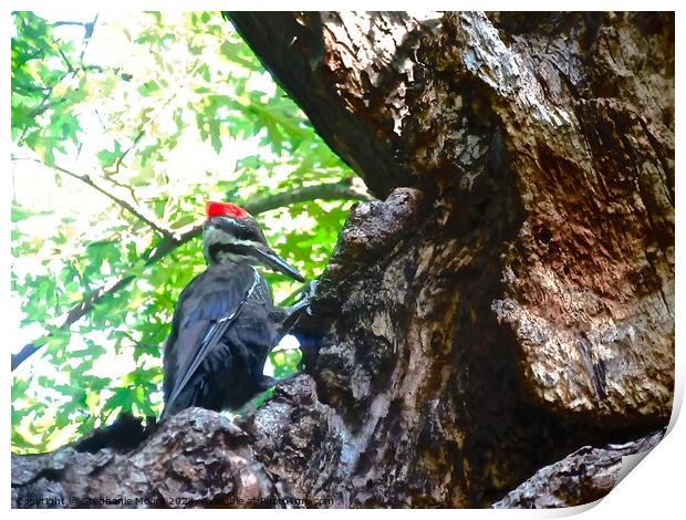 Large red headed woodpecker Print by Stephanie Moore