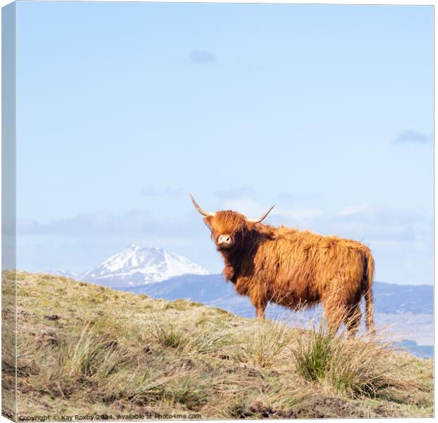Highland Cow Canvas Print by Kay Roxby