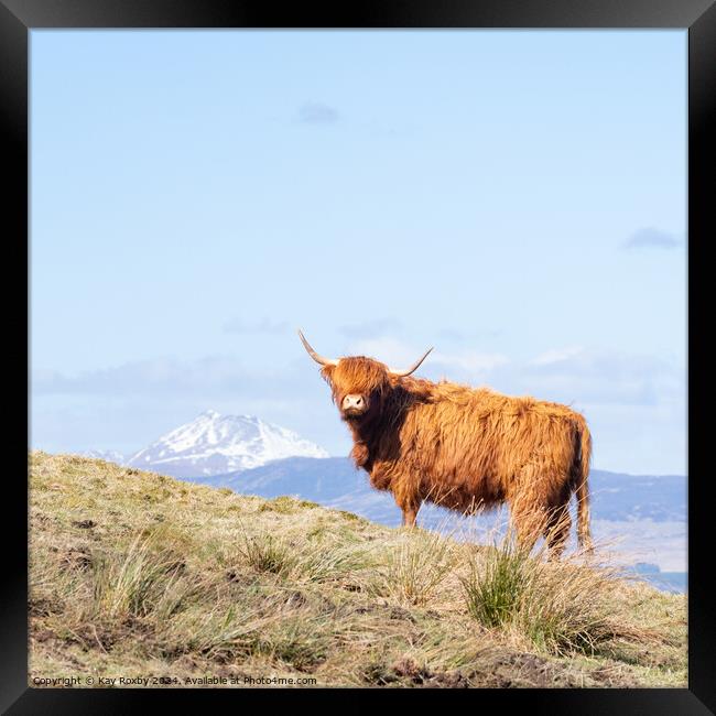 Highland Cow Framed Print by Kay Roxby