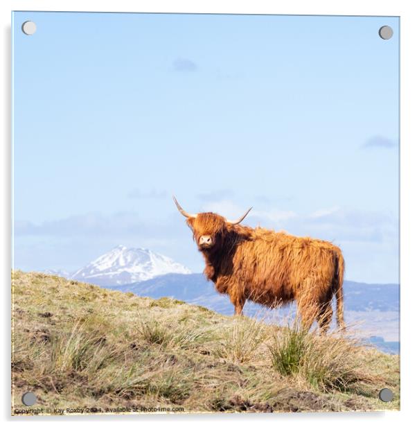 Highland Cow Acrylic by Kay Roxby