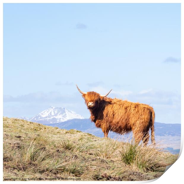 Highland Cow Print by Kay Roxby