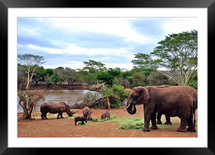 African Elephant White Rhinoceros South Africa Framed Mounted Print by Andy Evans Photos