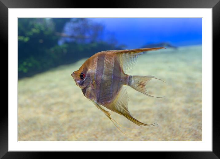 Pterophyllum Scalare Angelfish Framed Mounted Print by Artur Bogacki