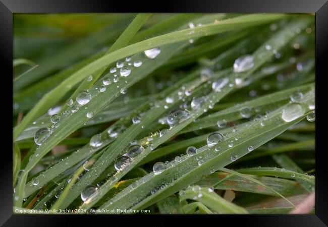 Plant leaves Framed Print by Man And Life