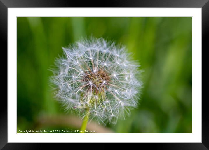 Plant flower Framed Mounted Print by Man And Life