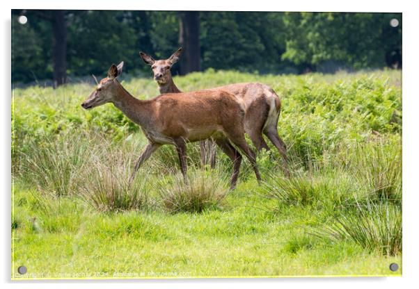 A deer standing on a lush green field Acrylic by Man And Life