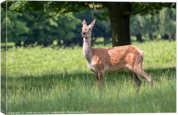 A deer standing on a lush green field Canvas Print by Man And Life
