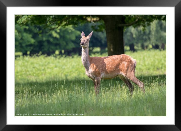 A deer standing on a lush green field Framed Mounted Print by Man And Life