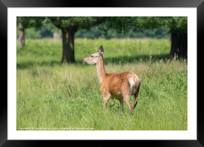 A deer standing on a lush green field Framed Mounted Print by Man And Life