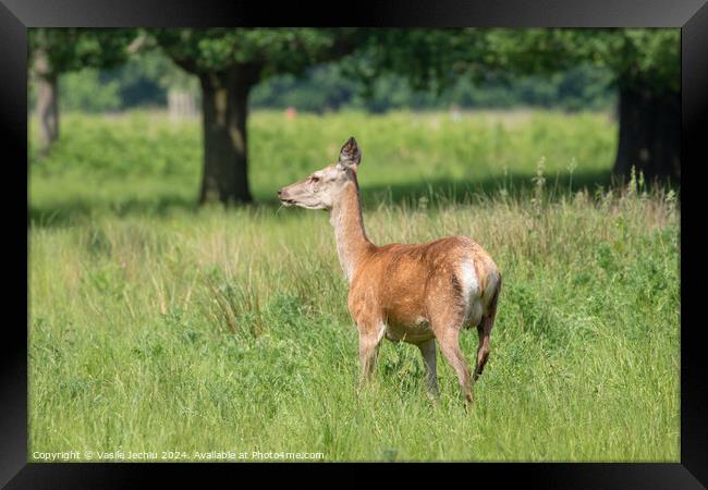 A deer standing on a lush green field Framed Print by Man And Life