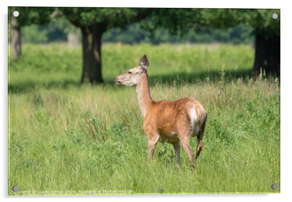 A deer standing on a lush green field Acrylic by Man And Life