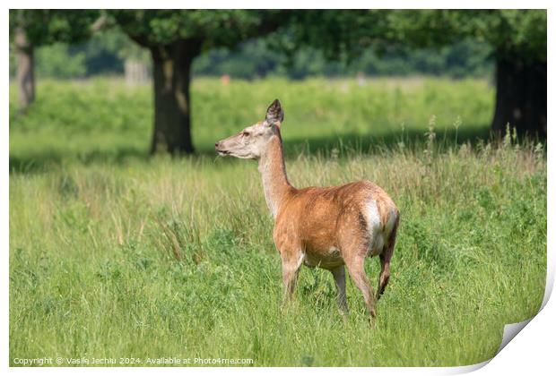 A deer standing on a lush green field Print by Man And Life