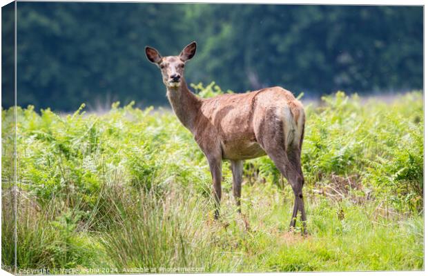 A deer standing on a lush green field Canvas Print by Man And Life