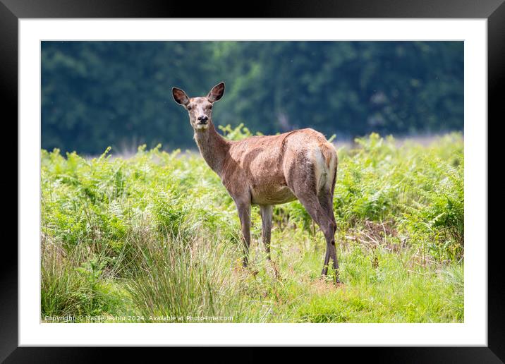 A deer standing on a lush green field Framed Mounted Print by Man And Life