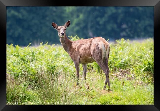 A deer standing on a lush green field Framed Print by Man And Life