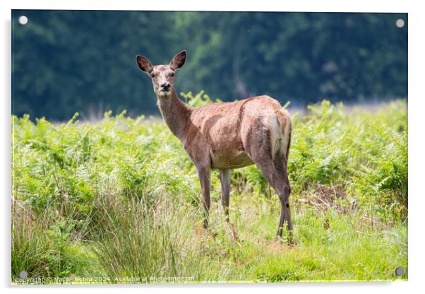 A deer standing on a lush green field Acrylic by Man And Life