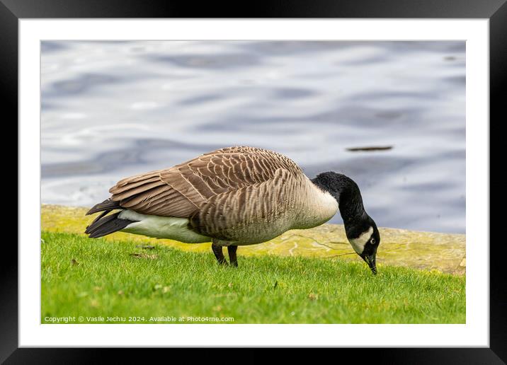 Animal bird Framed Mounted Print by Man And Life